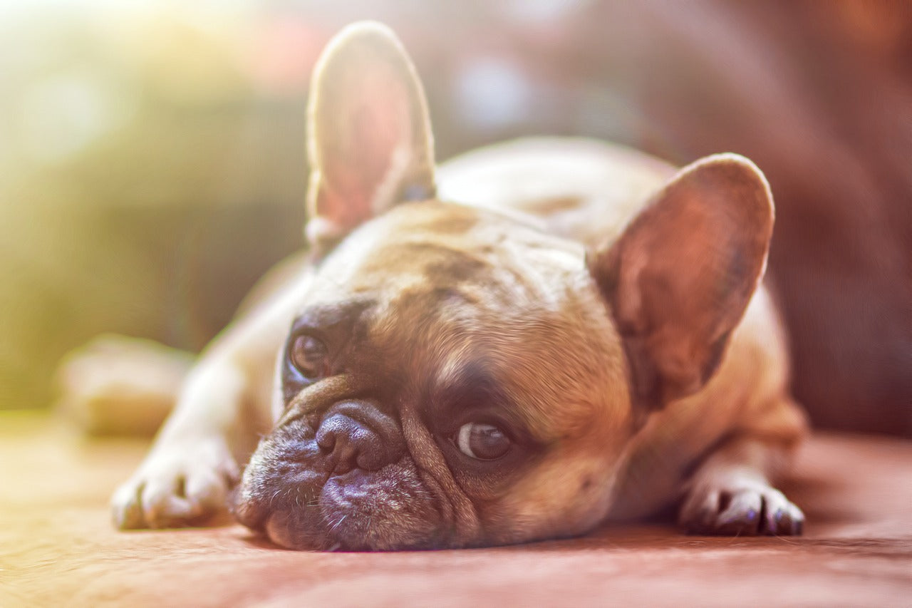 Is A Crossed Breed Dog Good?