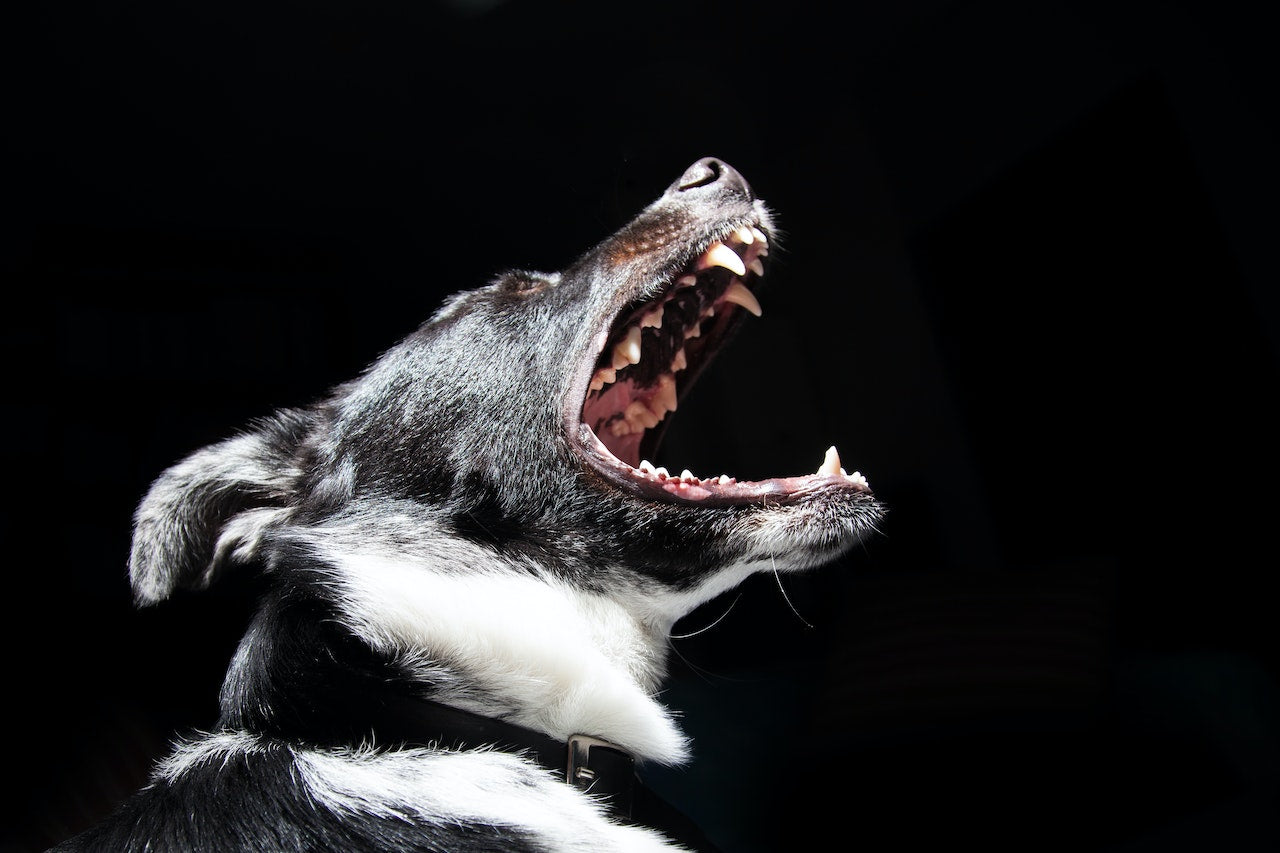 How Dogs Cry For Help