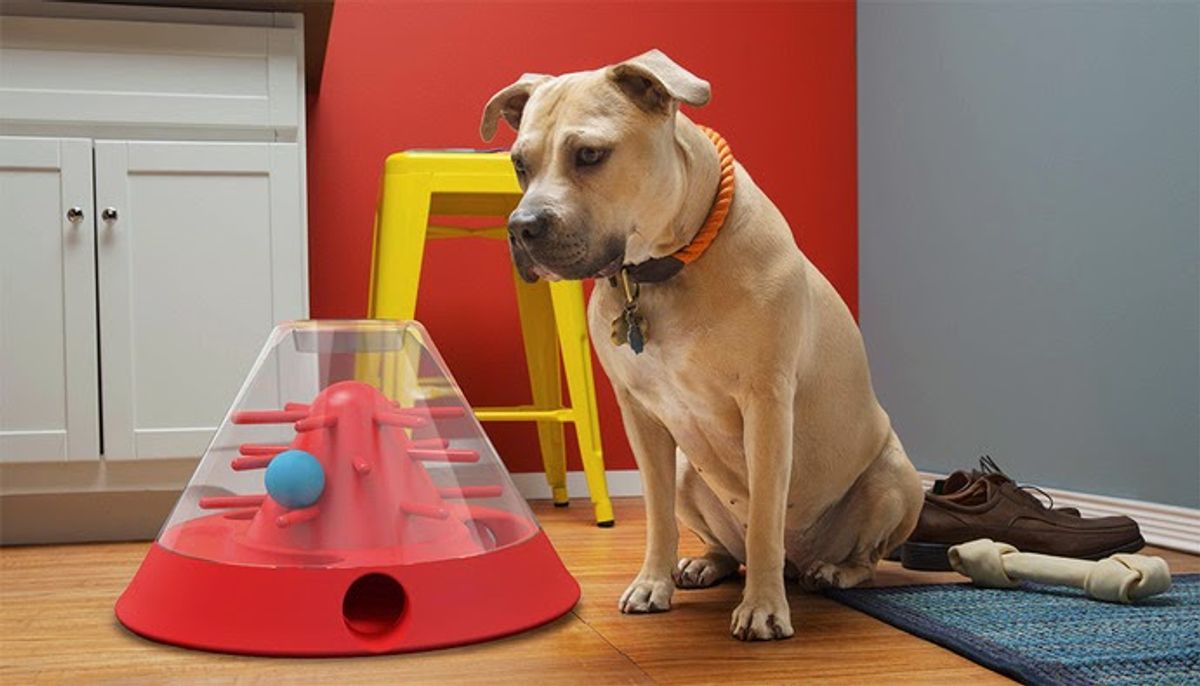 Innovative Dog Training Gadgets for Tech-Savvy Owners