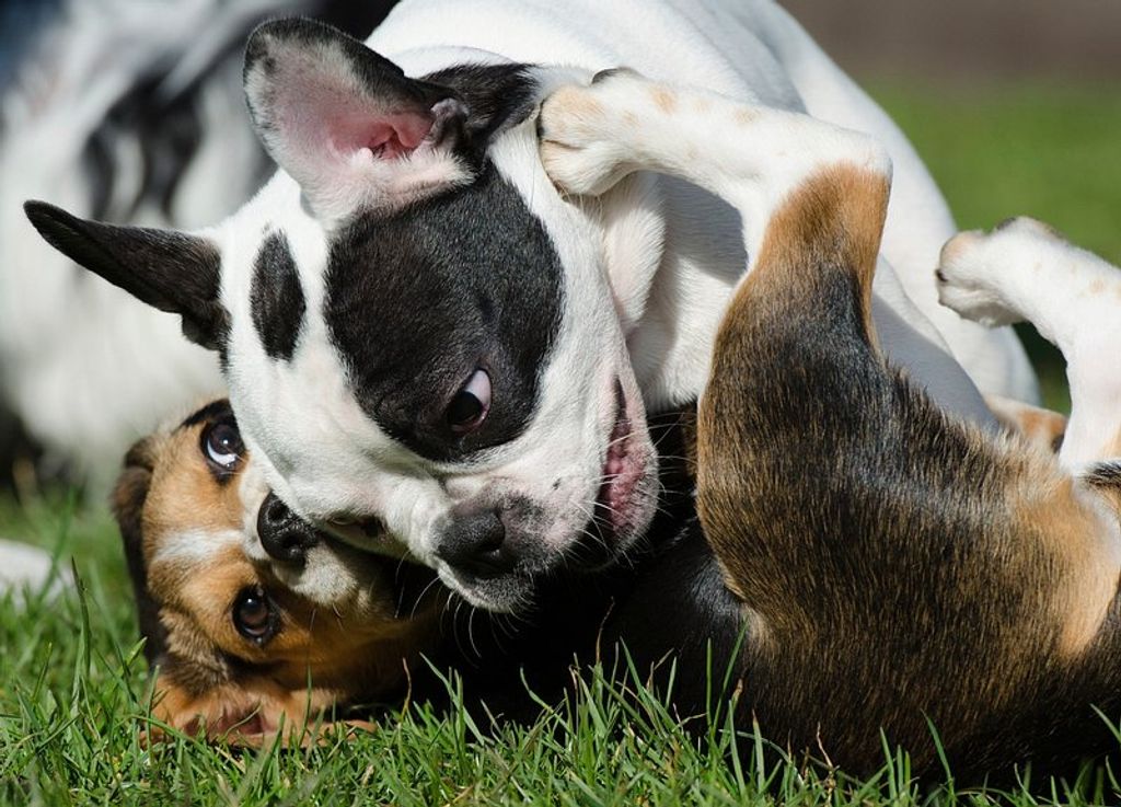 5 Tips to Find the Perfect Puppy Play Group in Your Area