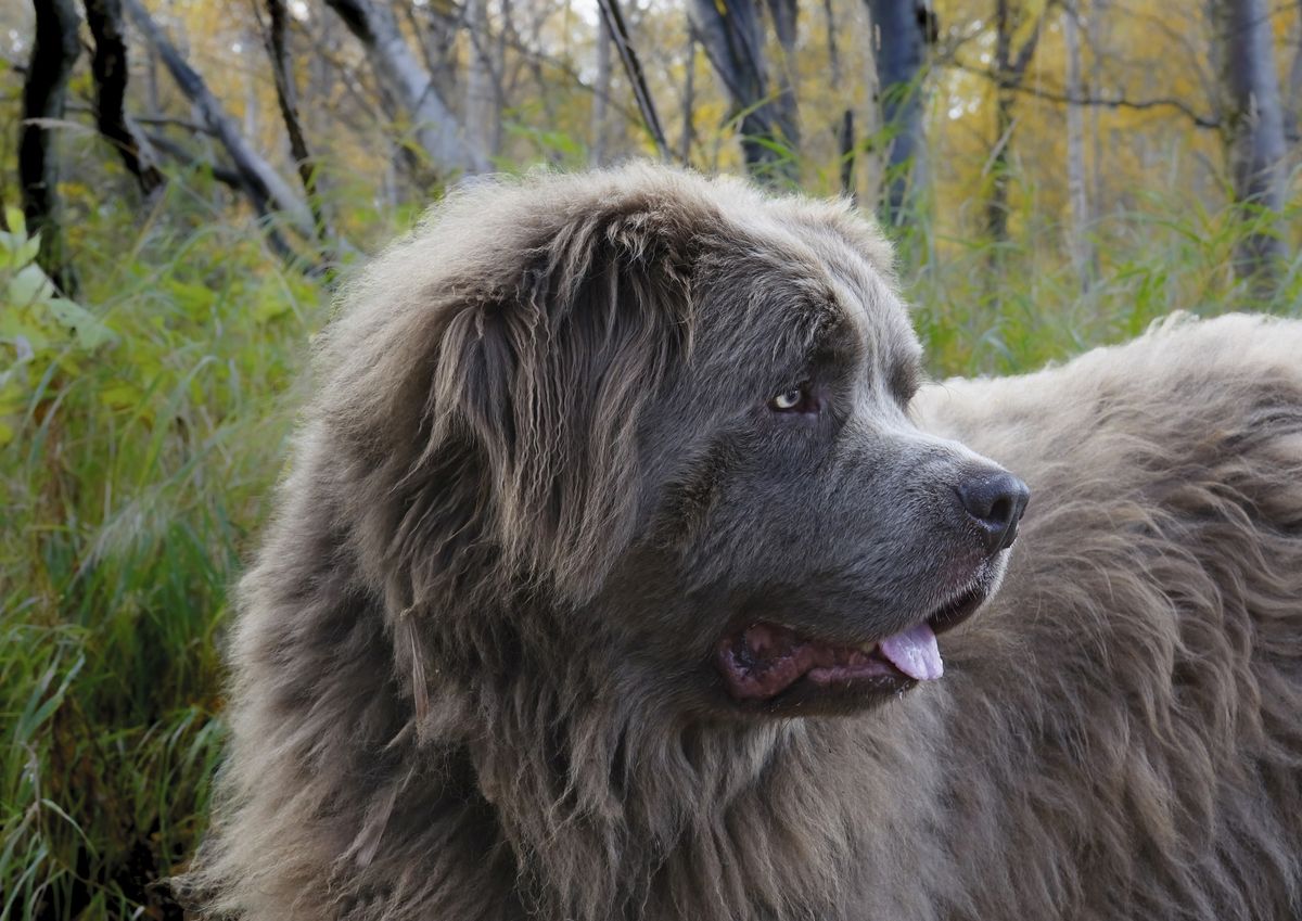 Tailoring Exercise Routines for Large Dog Breeds