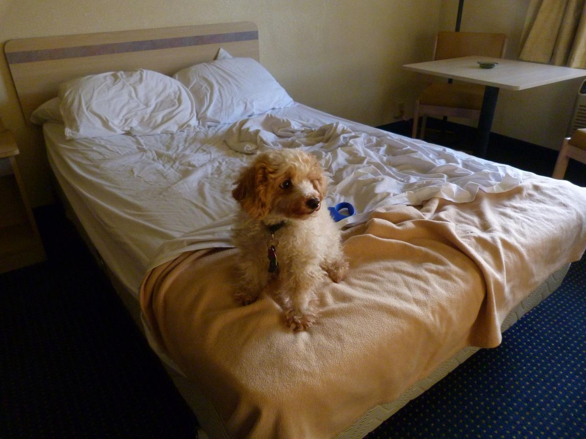 Choosing the Right Size Crate for Your Dog