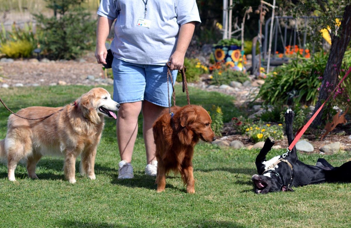A closer look at Dog Introduction To Other Animals Outside Safely