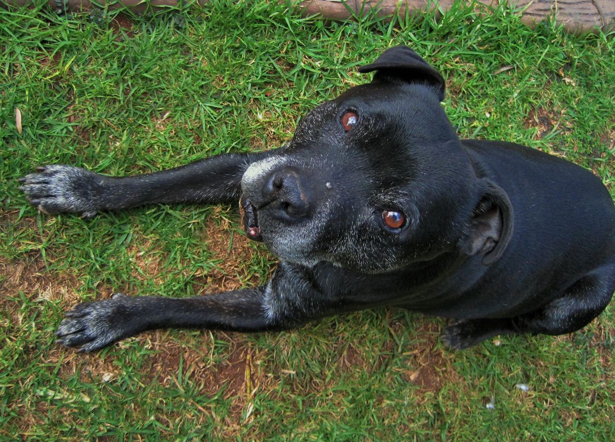 Latest Research on Canine Health and Wellness