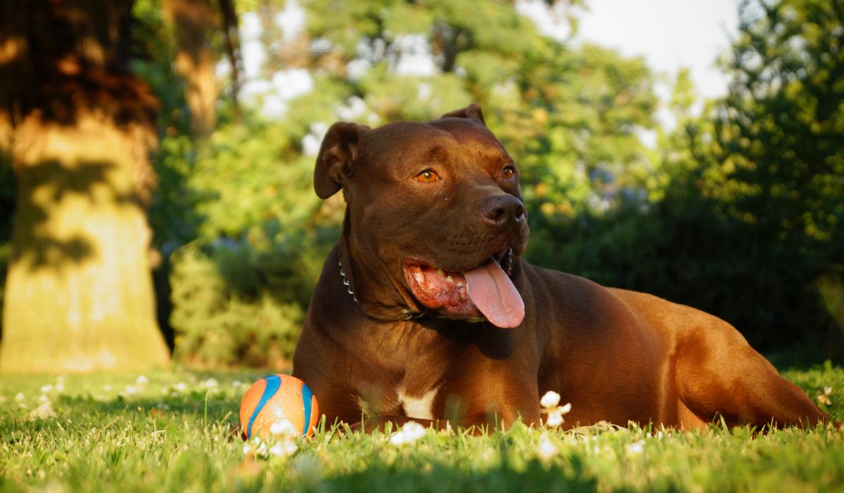The Best Cooling Mats for Dogs in Summer