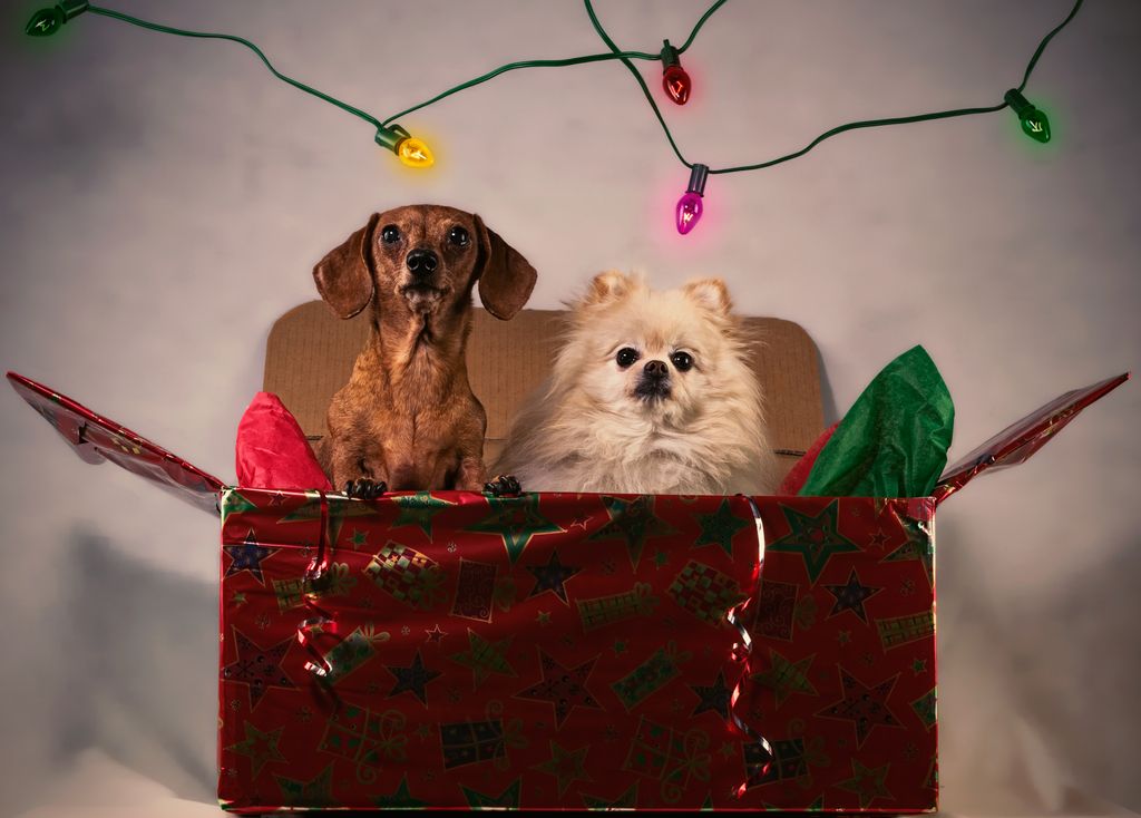 Pawesome Essentials: Perfect Gifts for You and Your Dog