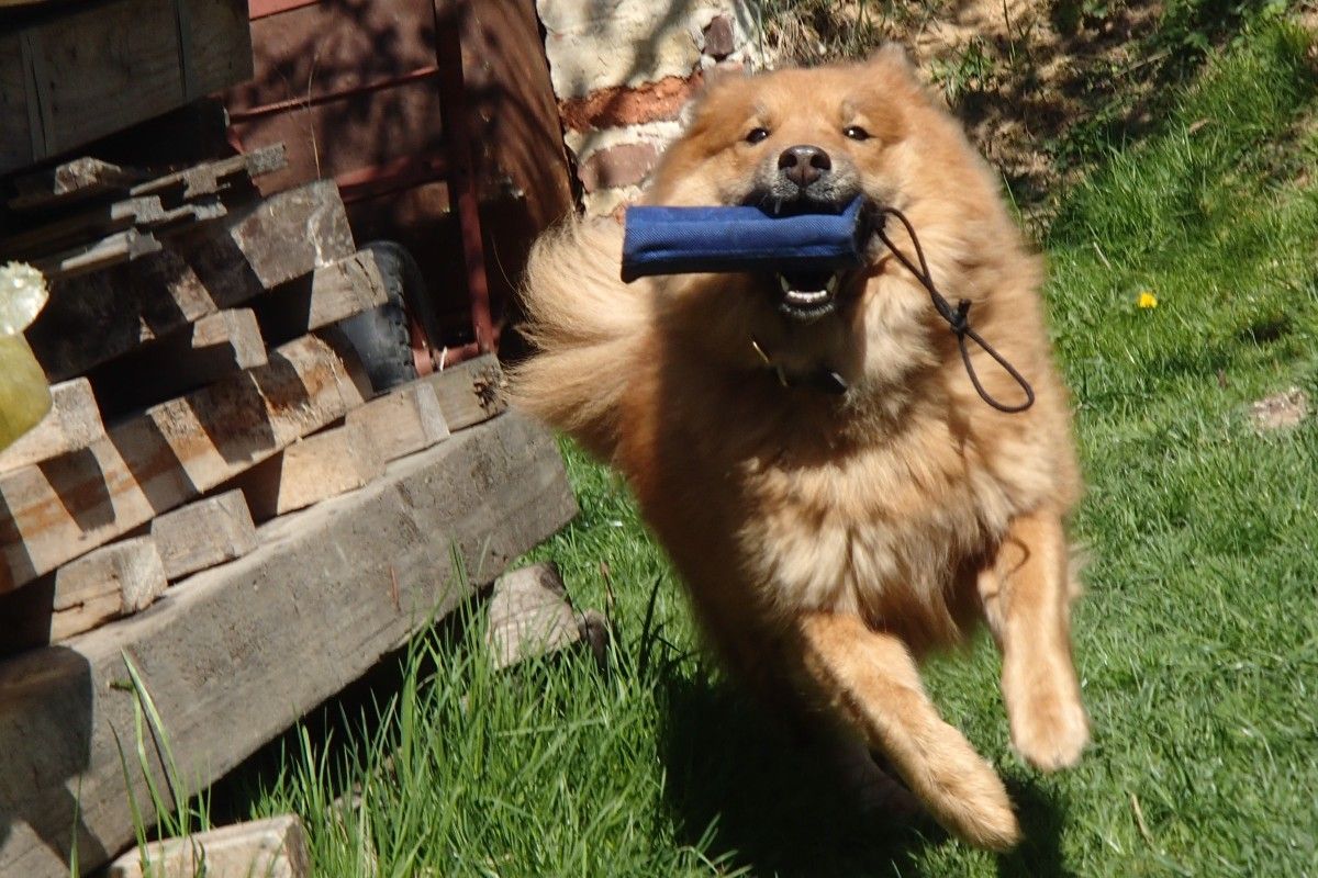 Selecting Durable Outdoor Toys for Energetic Dogs