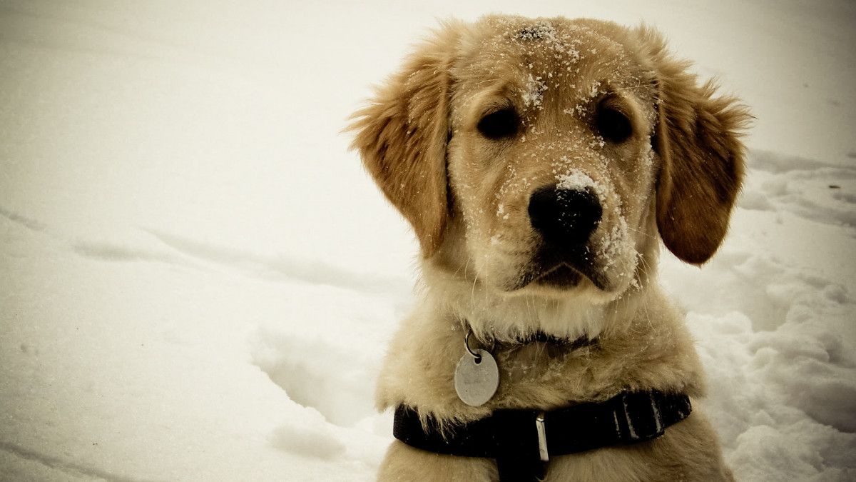The Best Dog Jackets for Cold Weather