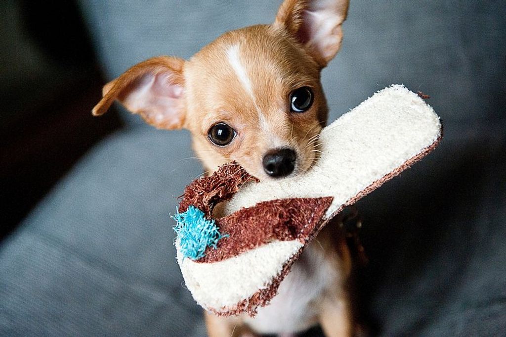 7 Things No One Tells You About Getting a Puppy: The Untold Truths