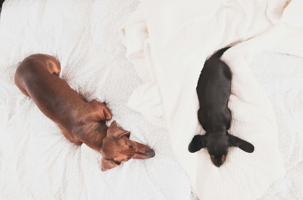 Luxurious Naps: Why Every Pet Deserves a Monogrammed Pet Bed