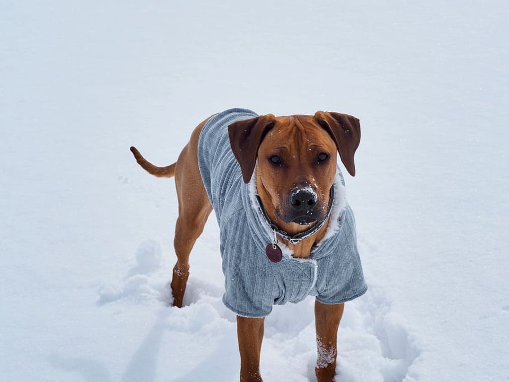 Glamour Paws: How to Accessorize Your Dog with Necklaces