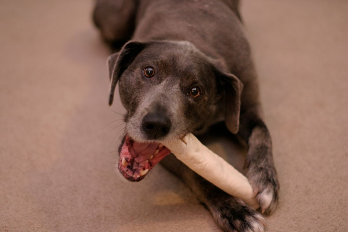 The Best Dog Toys for Chewers: Durable Options