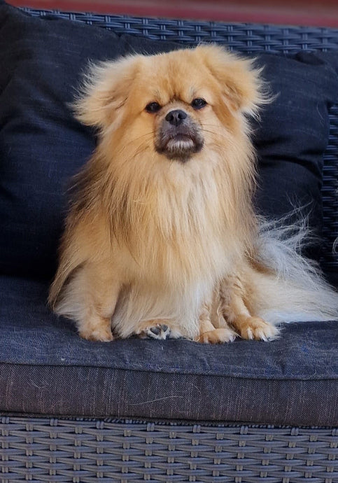 How Important It Is To Have Dogs In The House?