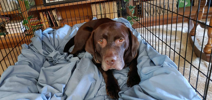 How Many Hours Does Dogs Need To Sleep?