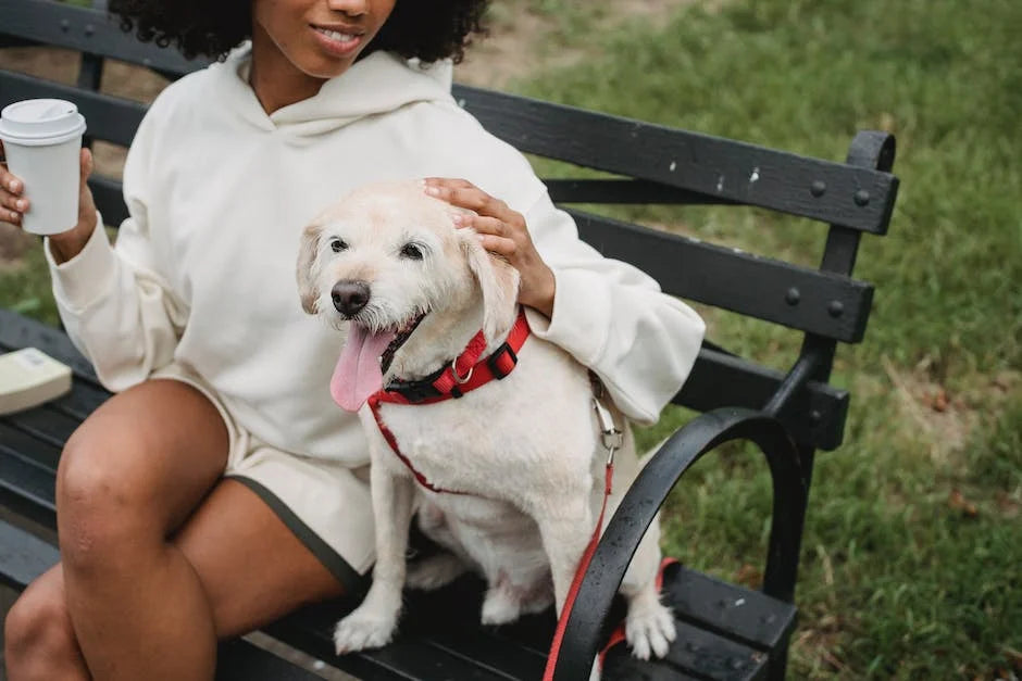 How To Start Training Your Dog With A Shock Collar