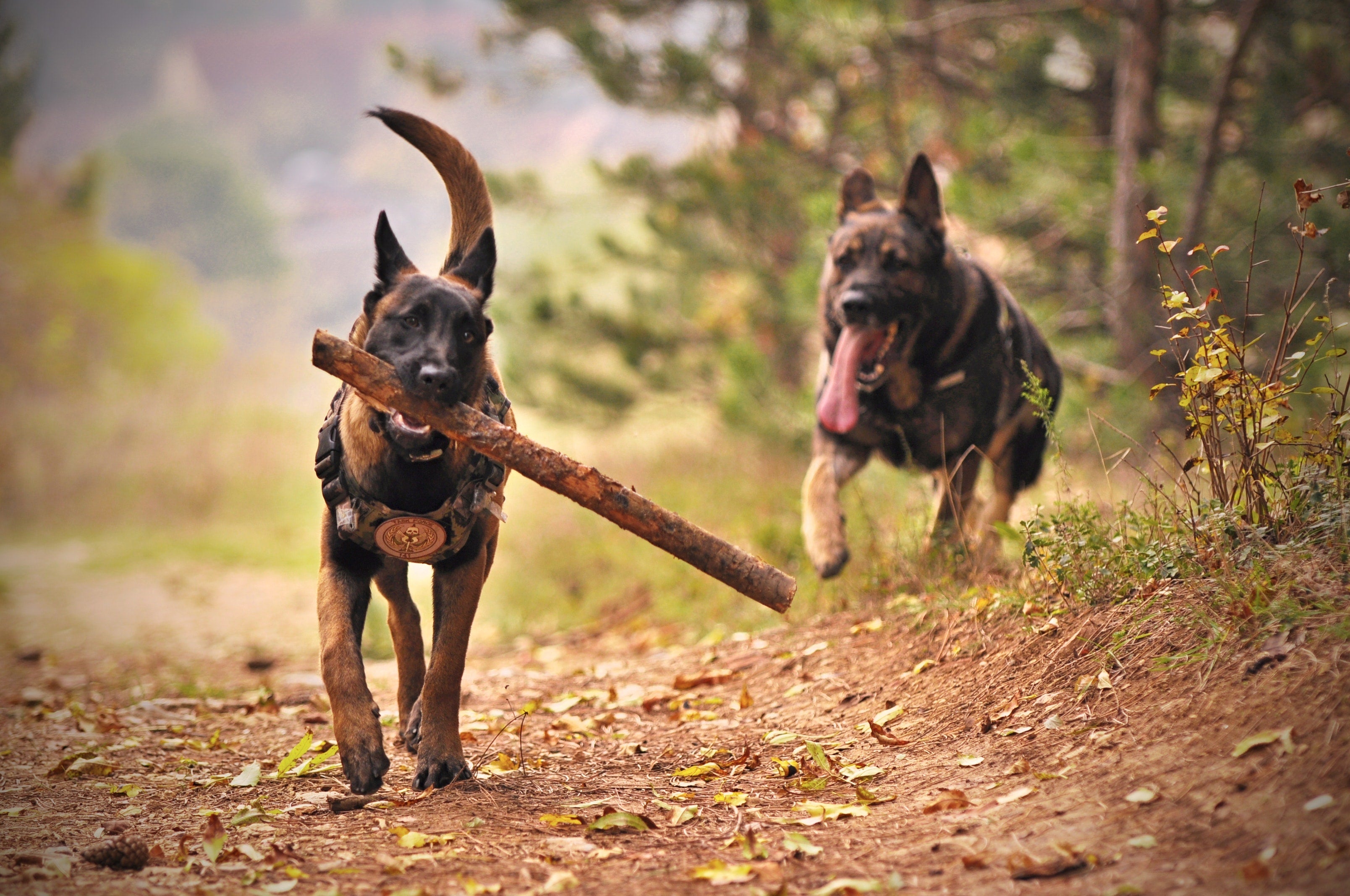 How Much Is A Xoloitzcuintli Dog