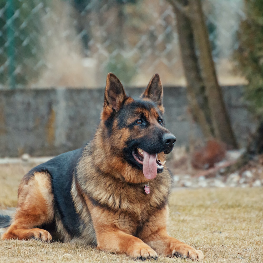 How Dogs Become Therapy Dogs