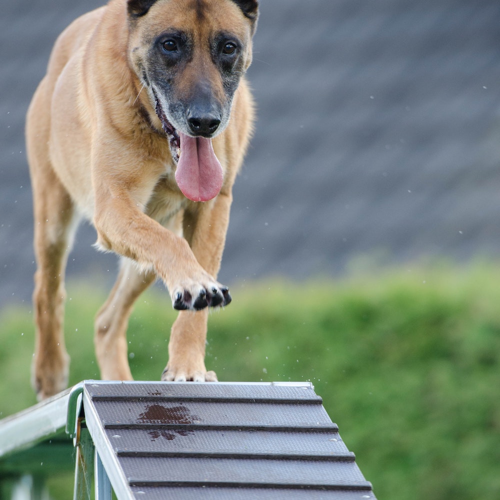 How Do Dog Training Classes Work