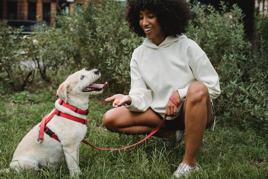 How Often Should  You Take Dog Out When Potty Training
