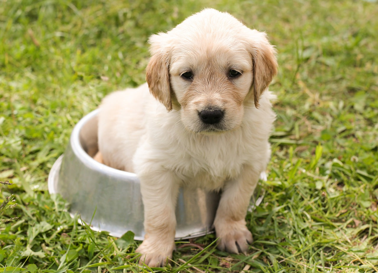 Why Dogs Should Be Vaccinated?