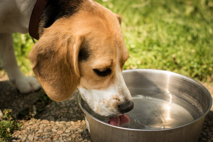 How Much Water Should Dogs Drink