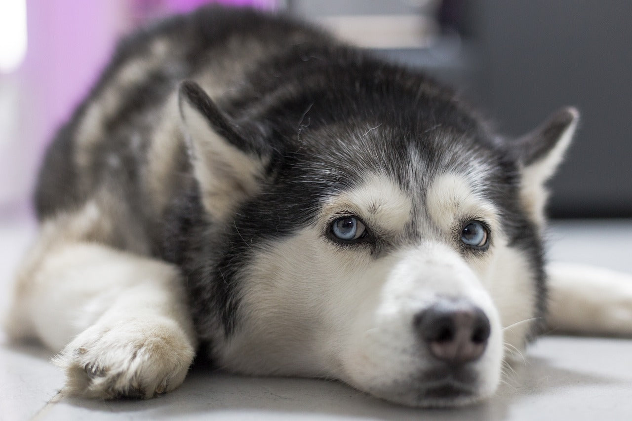 Can Husky Dogs Live In Hot Weather?