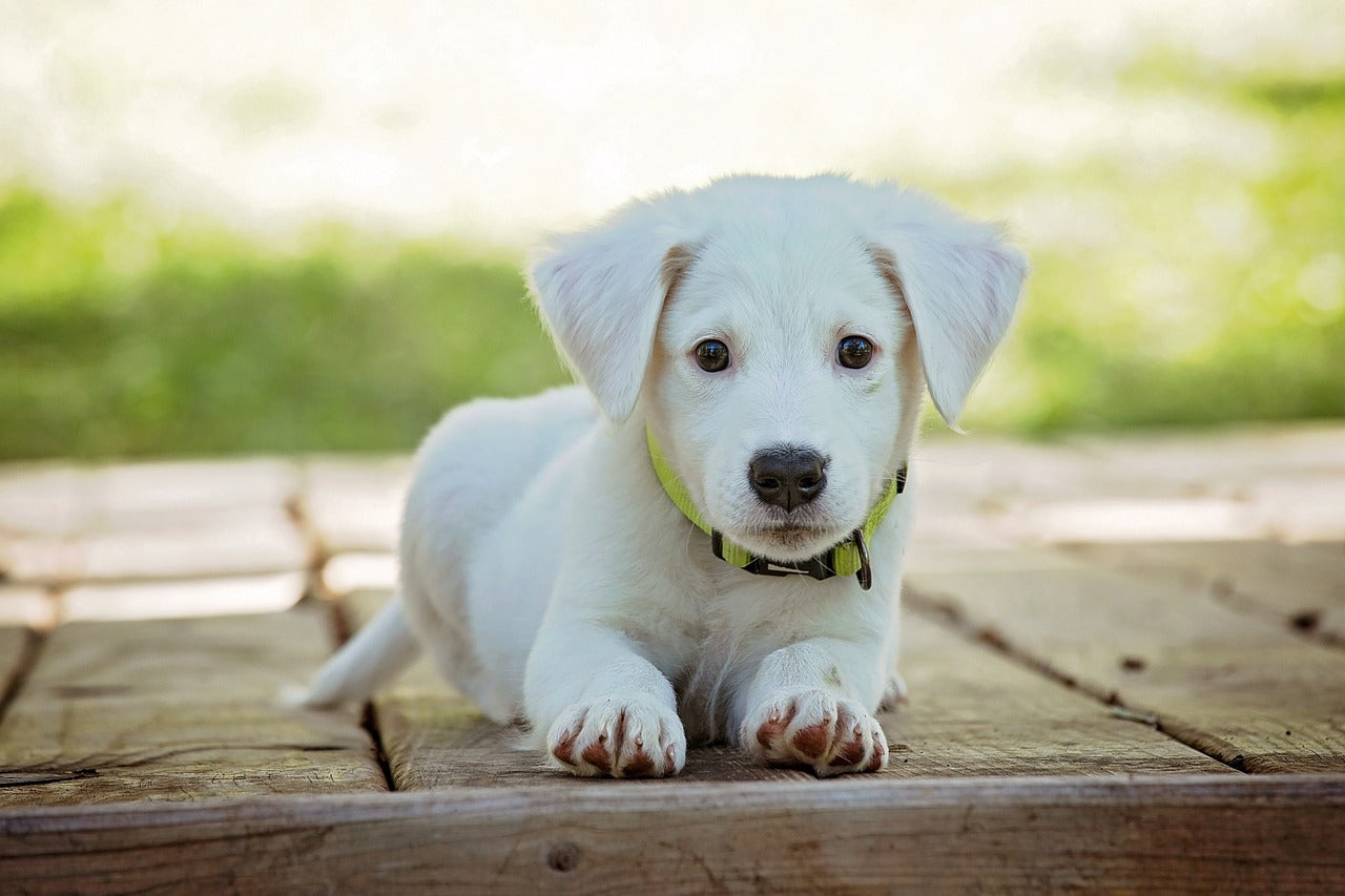 What Is The Best Dog Breed To Have as Pets?