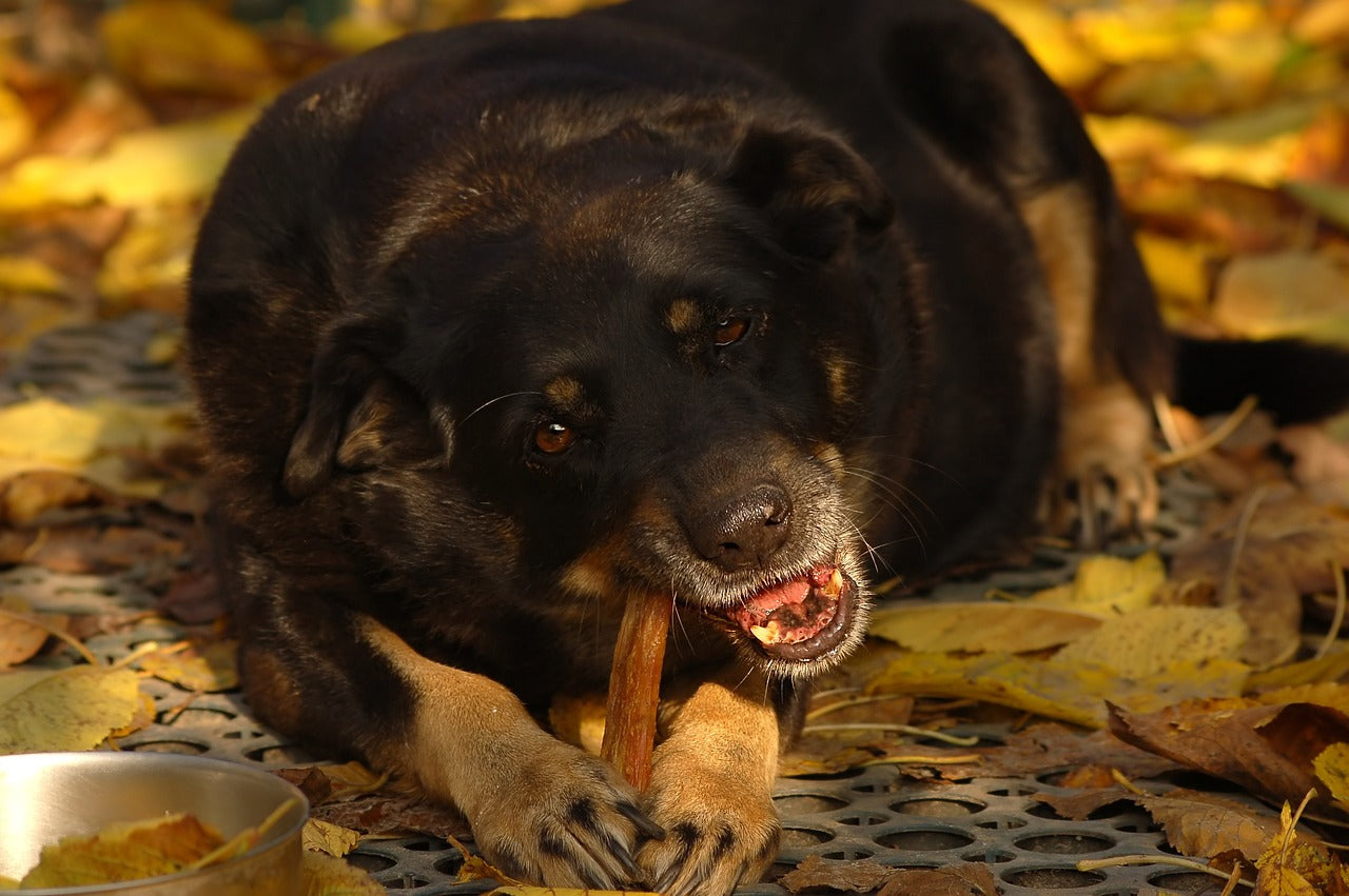 How Much Zucchini Can A Dog Eat