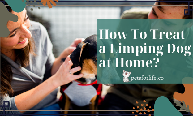 10 Steps for Treating Your Limping Dog at Home
