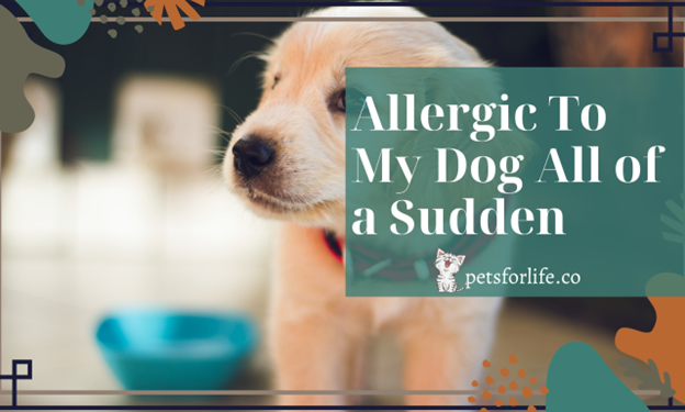 Allergic to Your Dog? Don't Despair – Here's What to Do