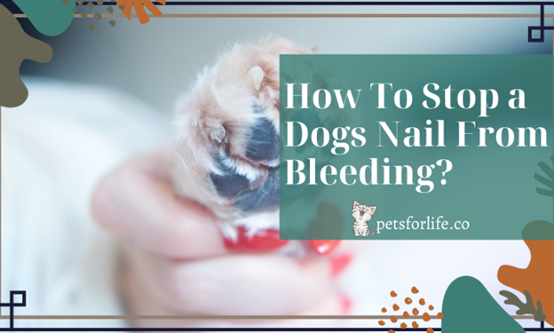 5 Easy Ways to Stop Your Dog's Nail from Bleeding