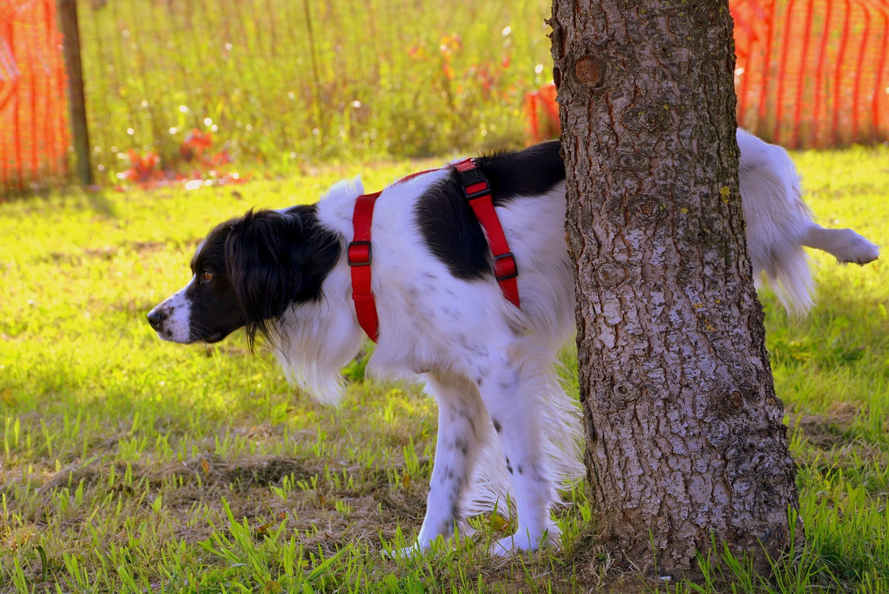 How Do Dogs Learn To Lift Their Leg