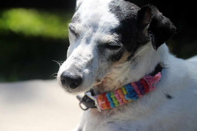 How Much Vitamin D Do Dogs Need