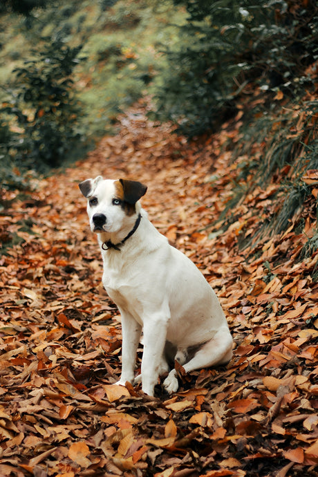 How Dog Height Is Measured