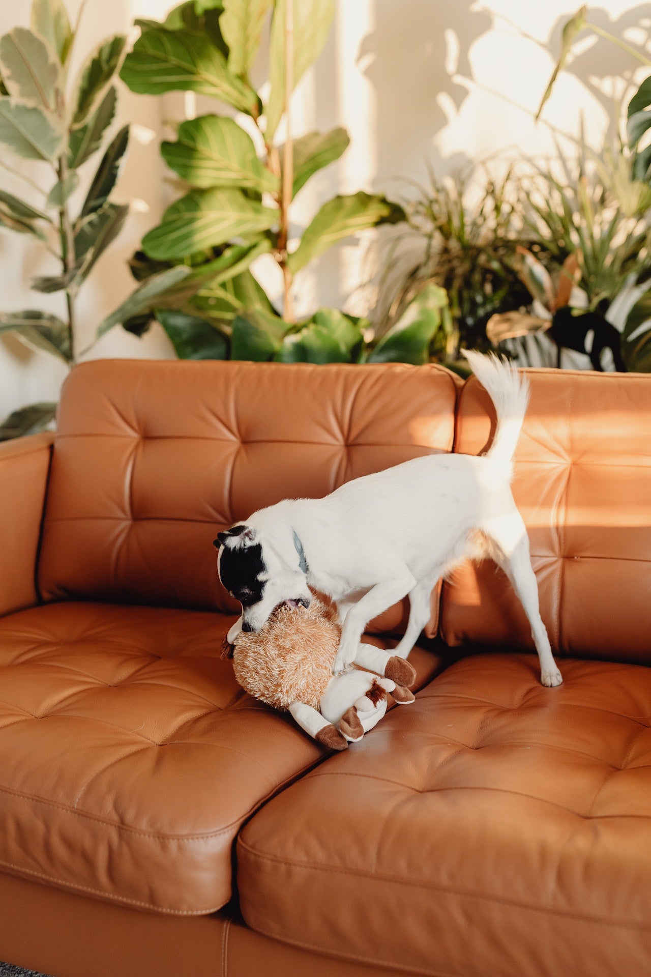 How Dog Toys Are Made
