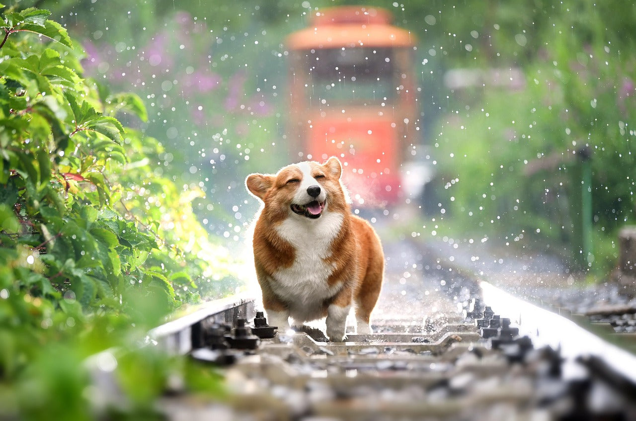 Why Dogs are Special