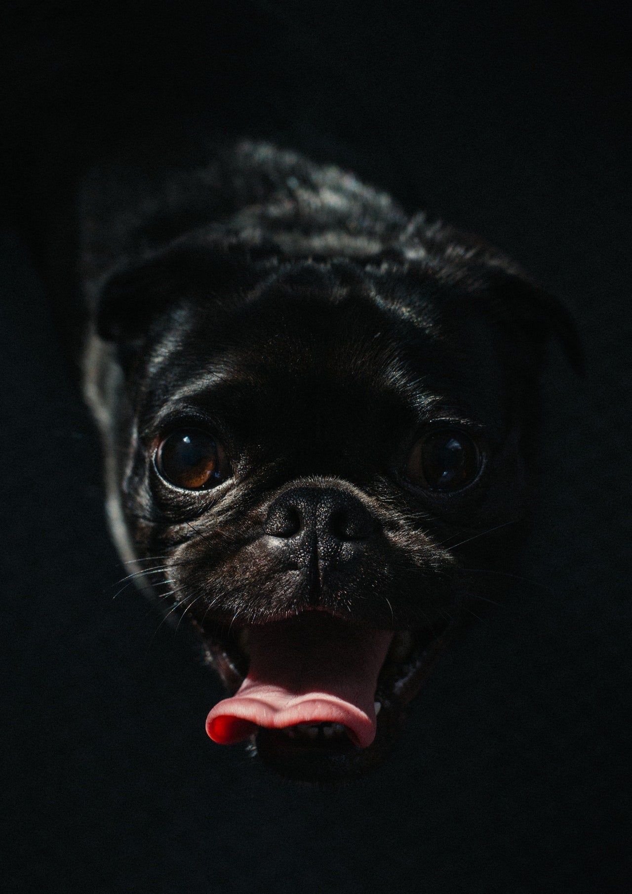 Can Dogs See Well In The Dark?
