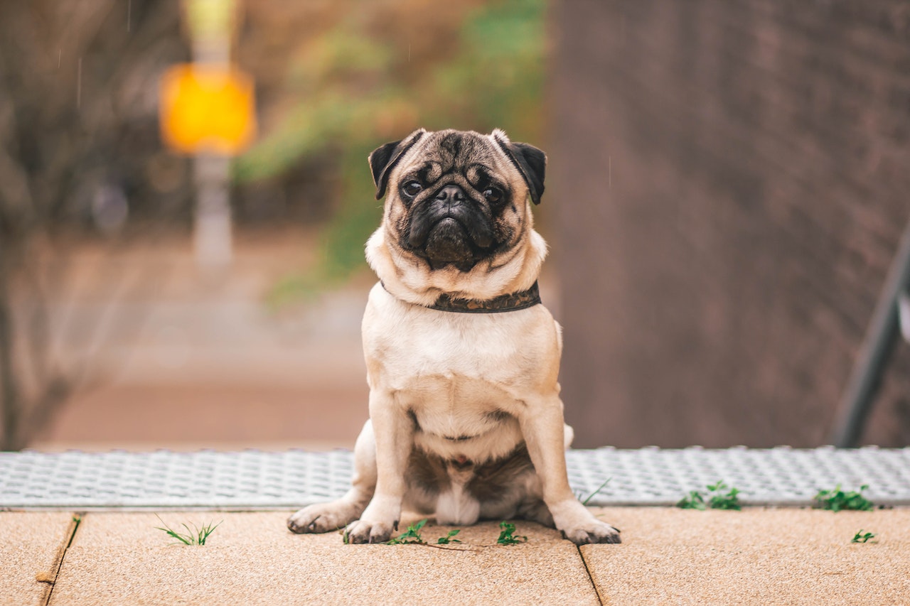 How Do Dogs Have Babies