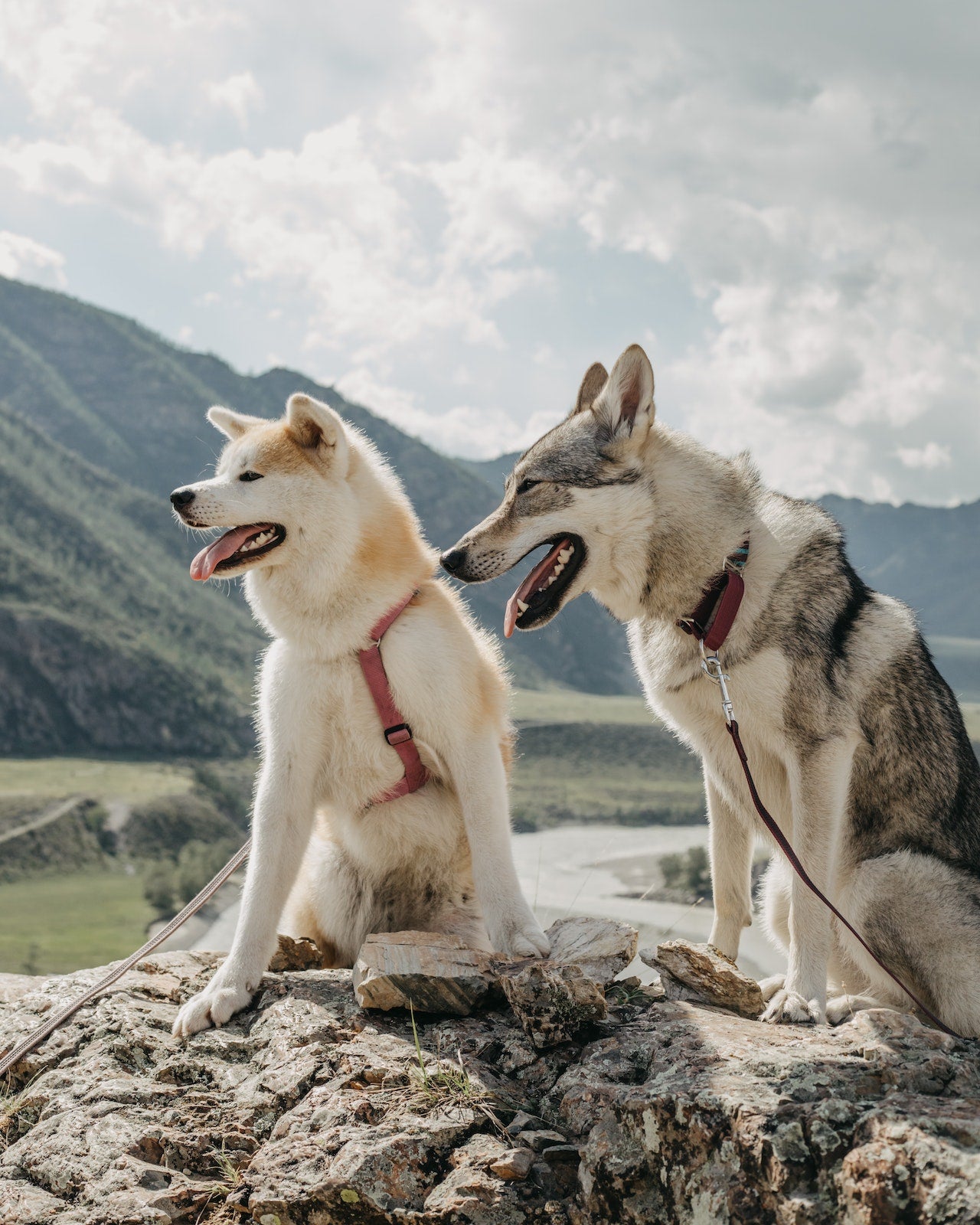 How dogs get rabies?