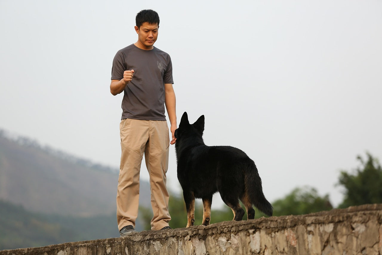 How Do Professional Dog Trainers Train Dogs