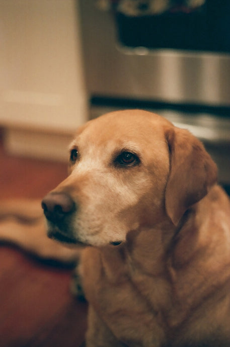 How Do Dogs Get Heartworm