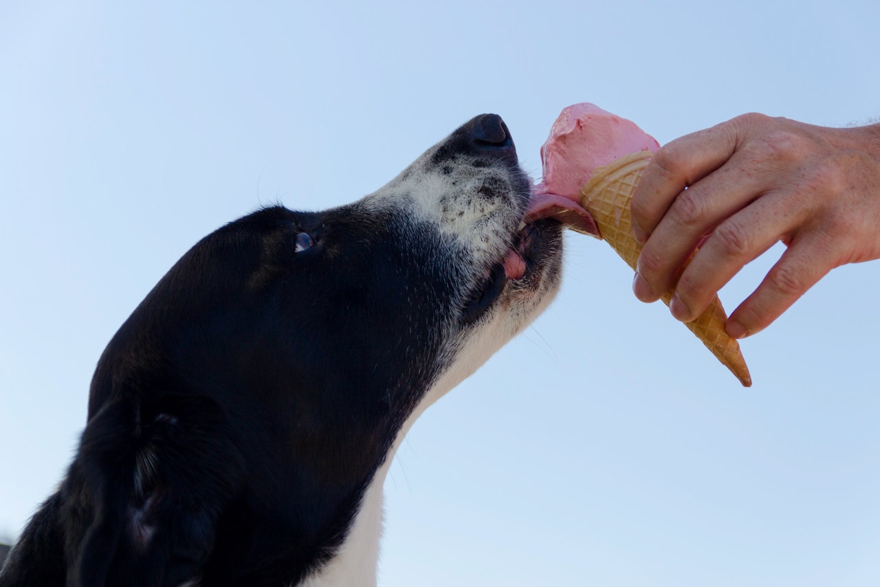 How Dog Digestive System Works