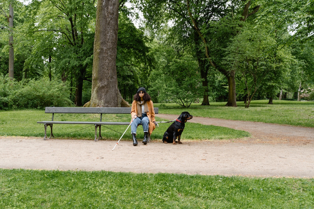 How Dogs Are Trained To Guide The Blind?