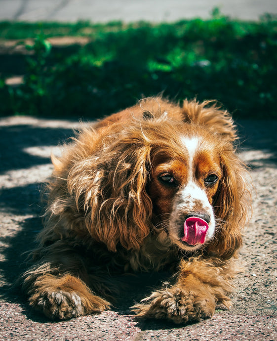 How Dog Acts Before Death