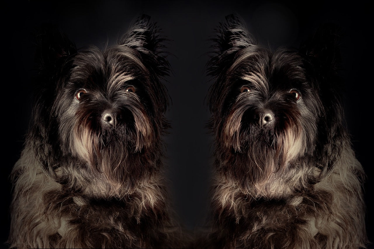 How Dog DNA Tests Work