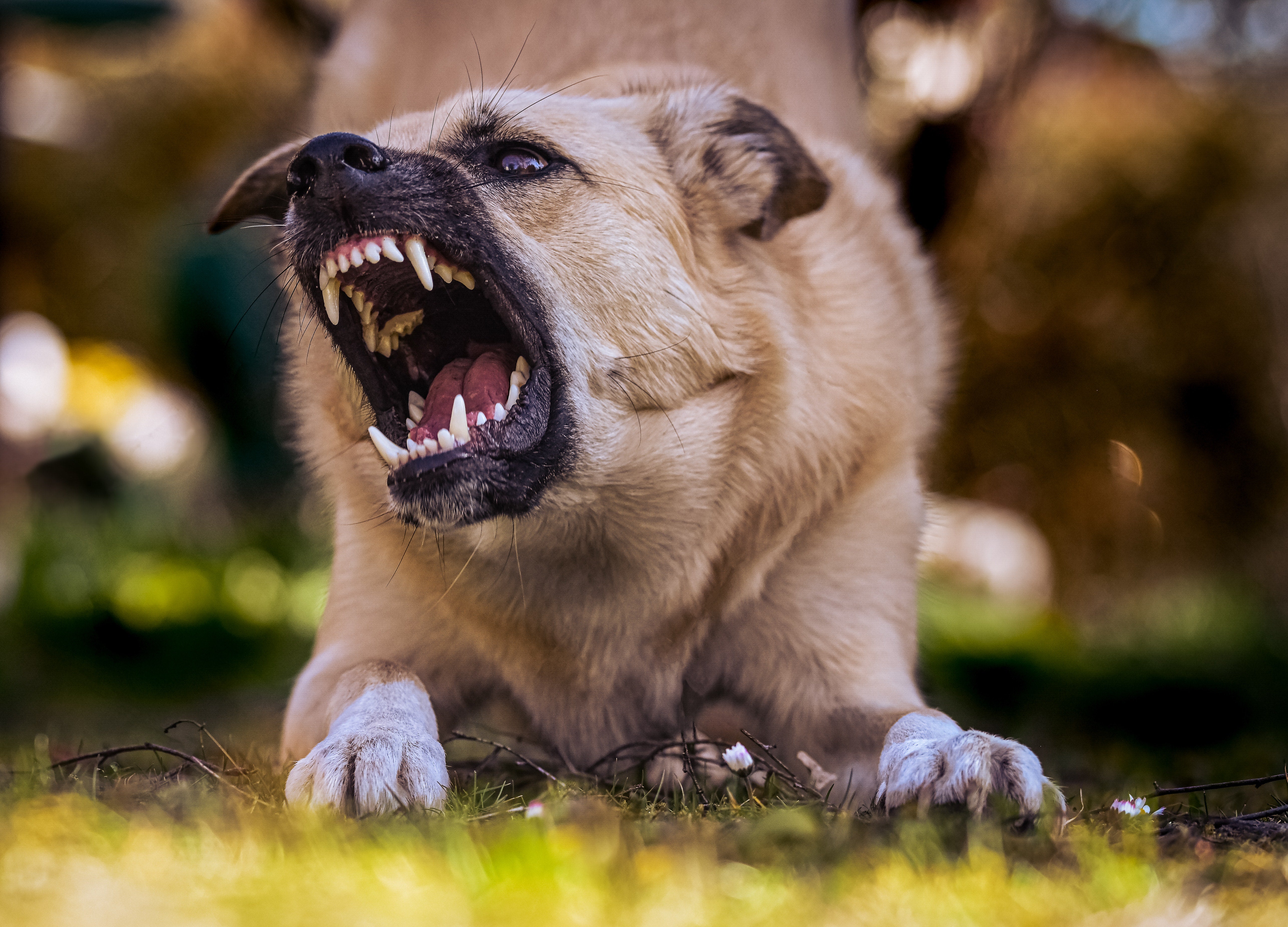 Does Raw Meat Make Dogs Aggressive? The Truth Revealed