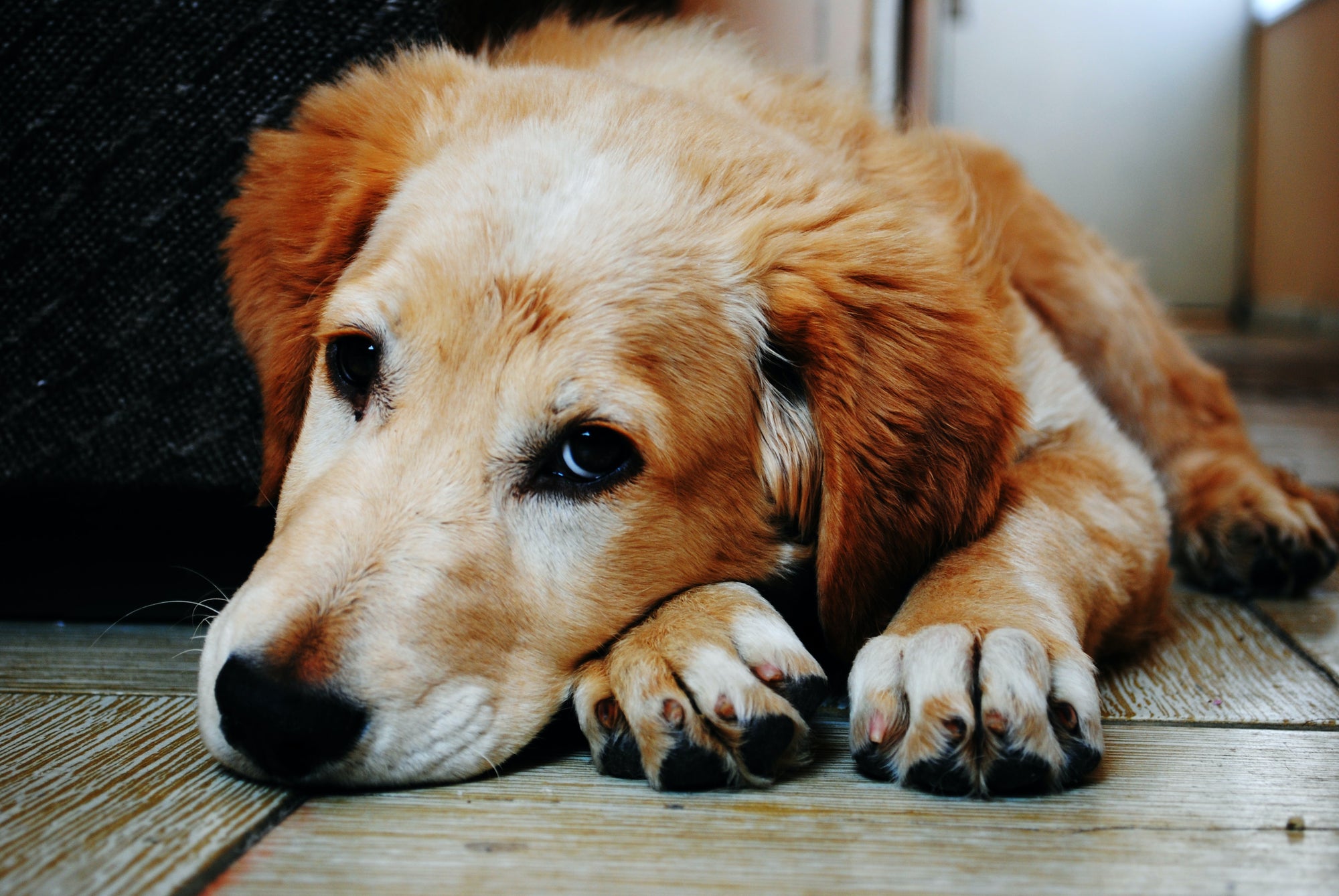 Is it Wrong to Mourn the Passing of Your Canine Companion?