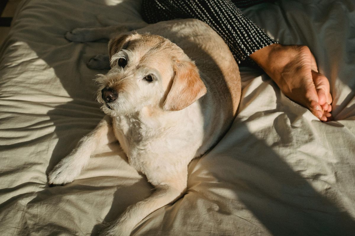 5 Best Dog Beds on Sale Right Now: Comfort for Your Canine at a Discount!