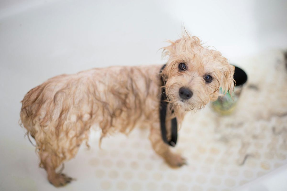 Dog Grooming 101: Bathing, Nail Trimming, and Coat Care
