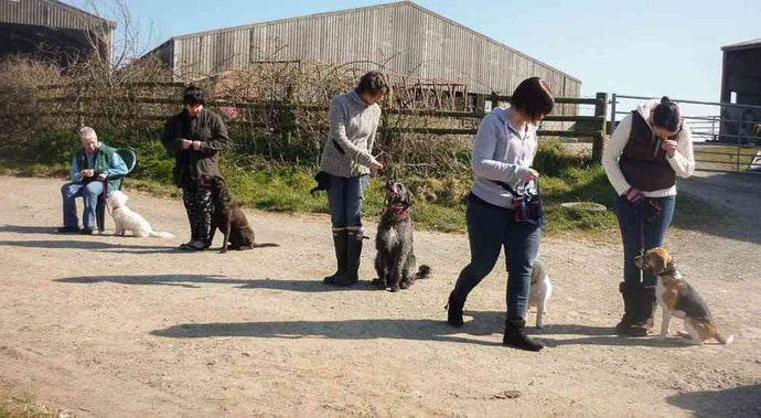 Find Your Ideal Personal Puppy Trainer Near You: Tips and Tricks